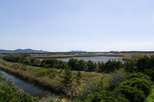 湿原