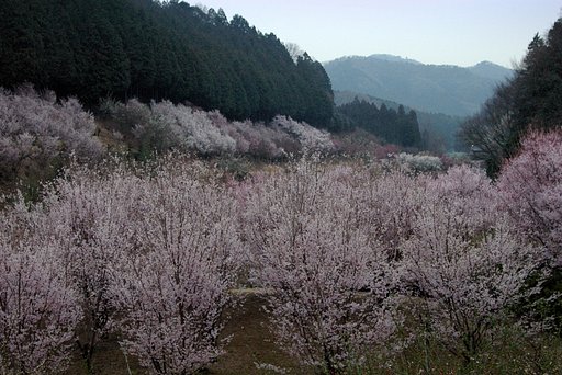 夜明けの桜