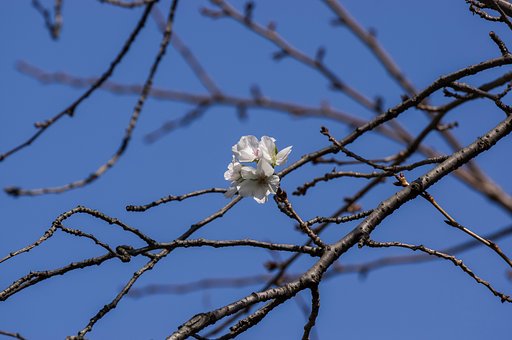 桜が・・