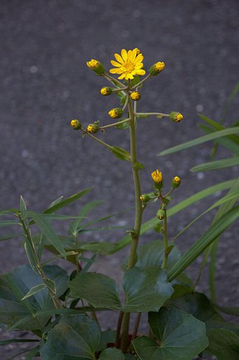 ツワブキが咲きました。