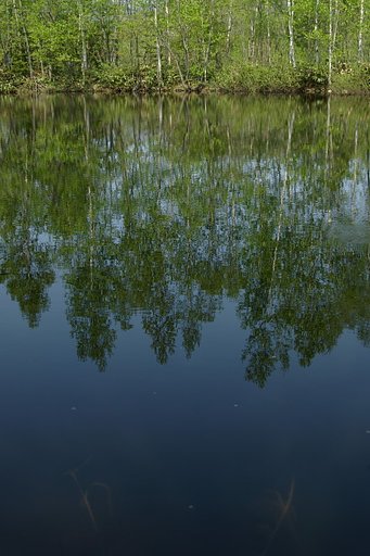 静める水面に