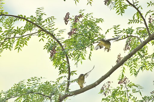 ダブルフライト