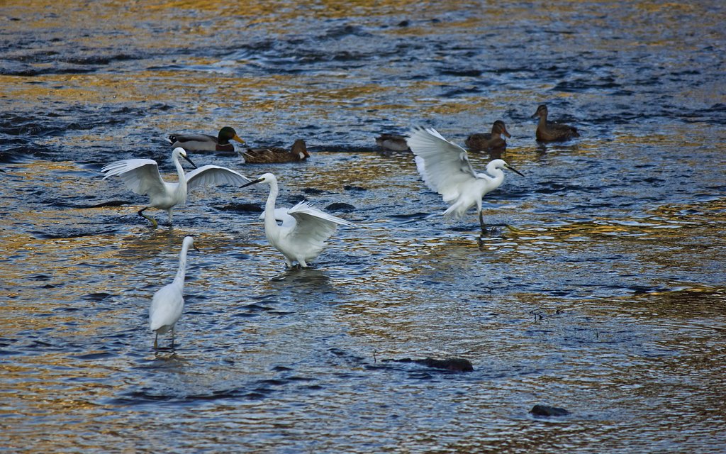 水鳥が舞い集う朝