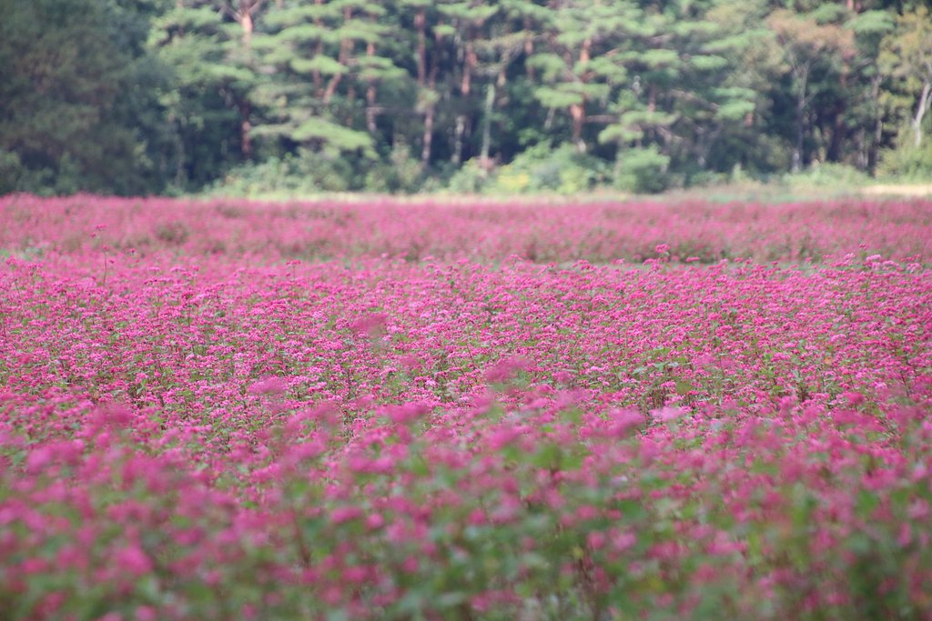 赤蕎麦（雲の影）