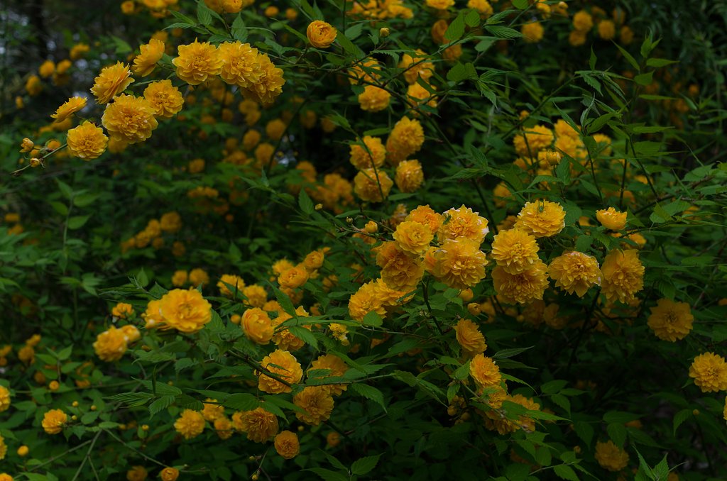 SIGMA 30mm F1.4 DC HSM