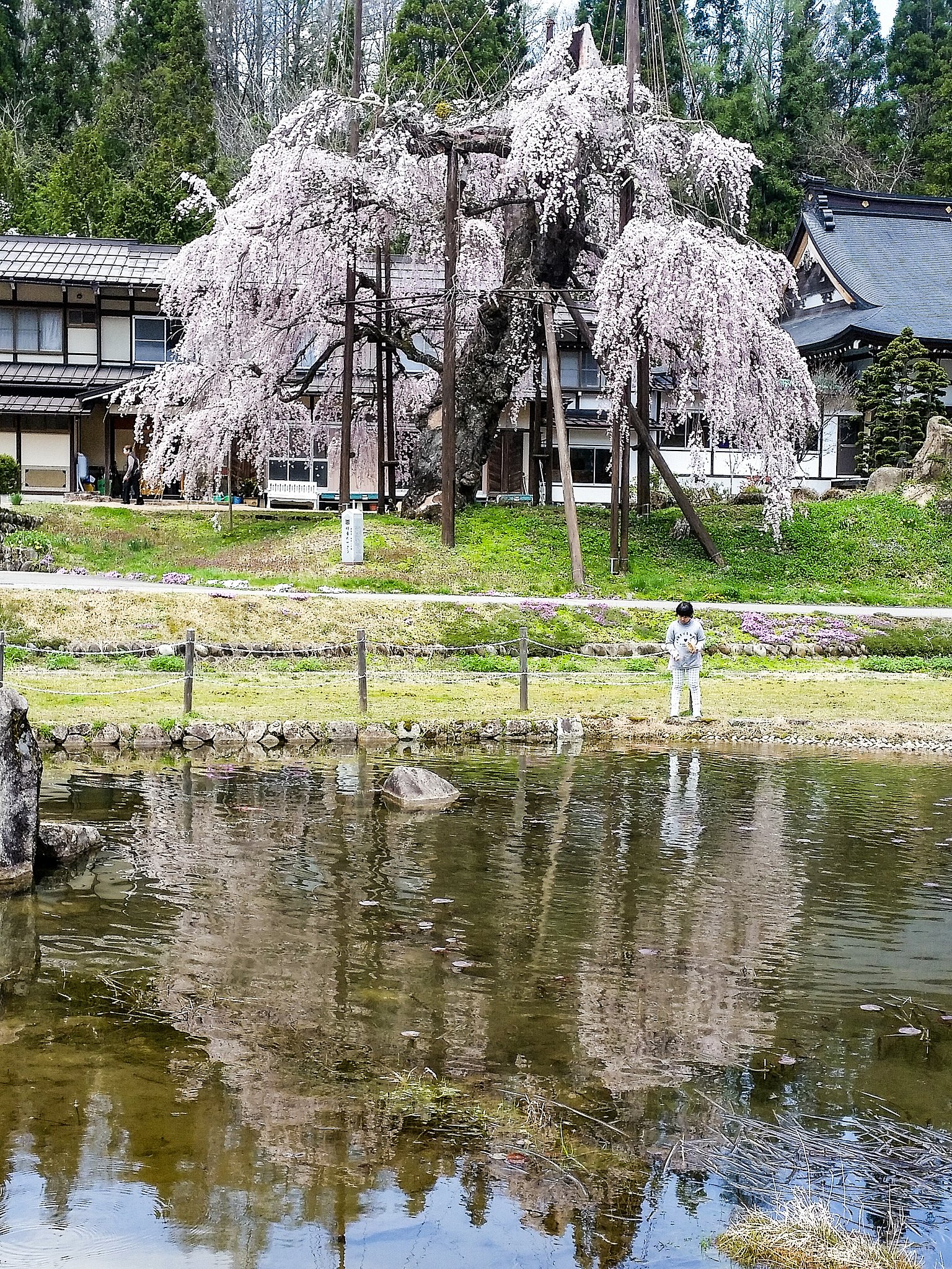 【縦画像】西光寺のしだれ桜❤