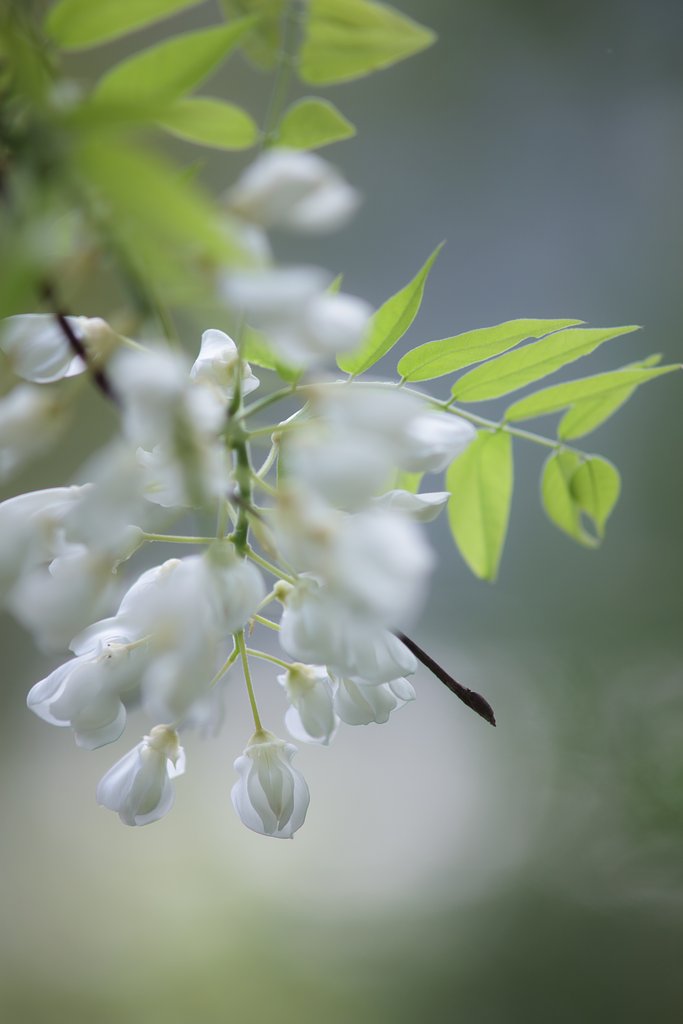 Y/C T300mm F4 MMG 
