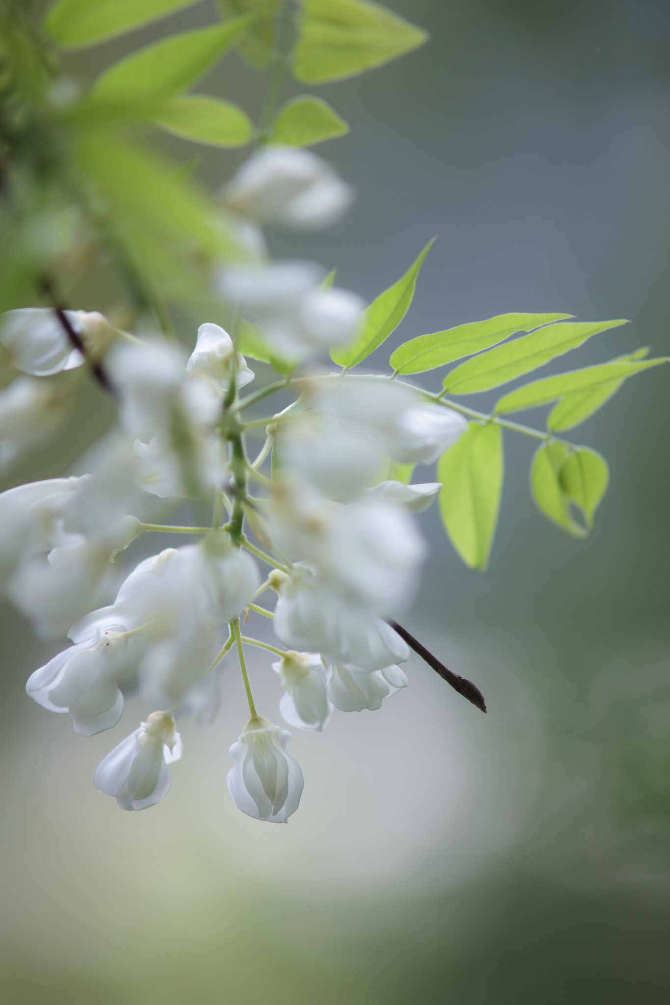Y/C T300mm F4 MMG 