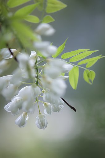 Y/C T300mm F4 MMG 