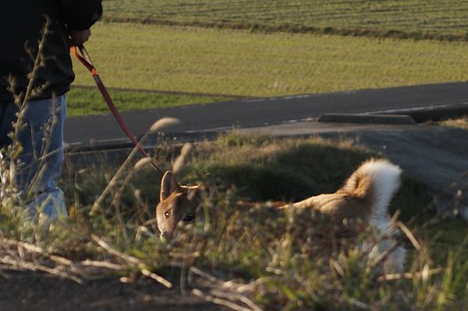 柴犬-2