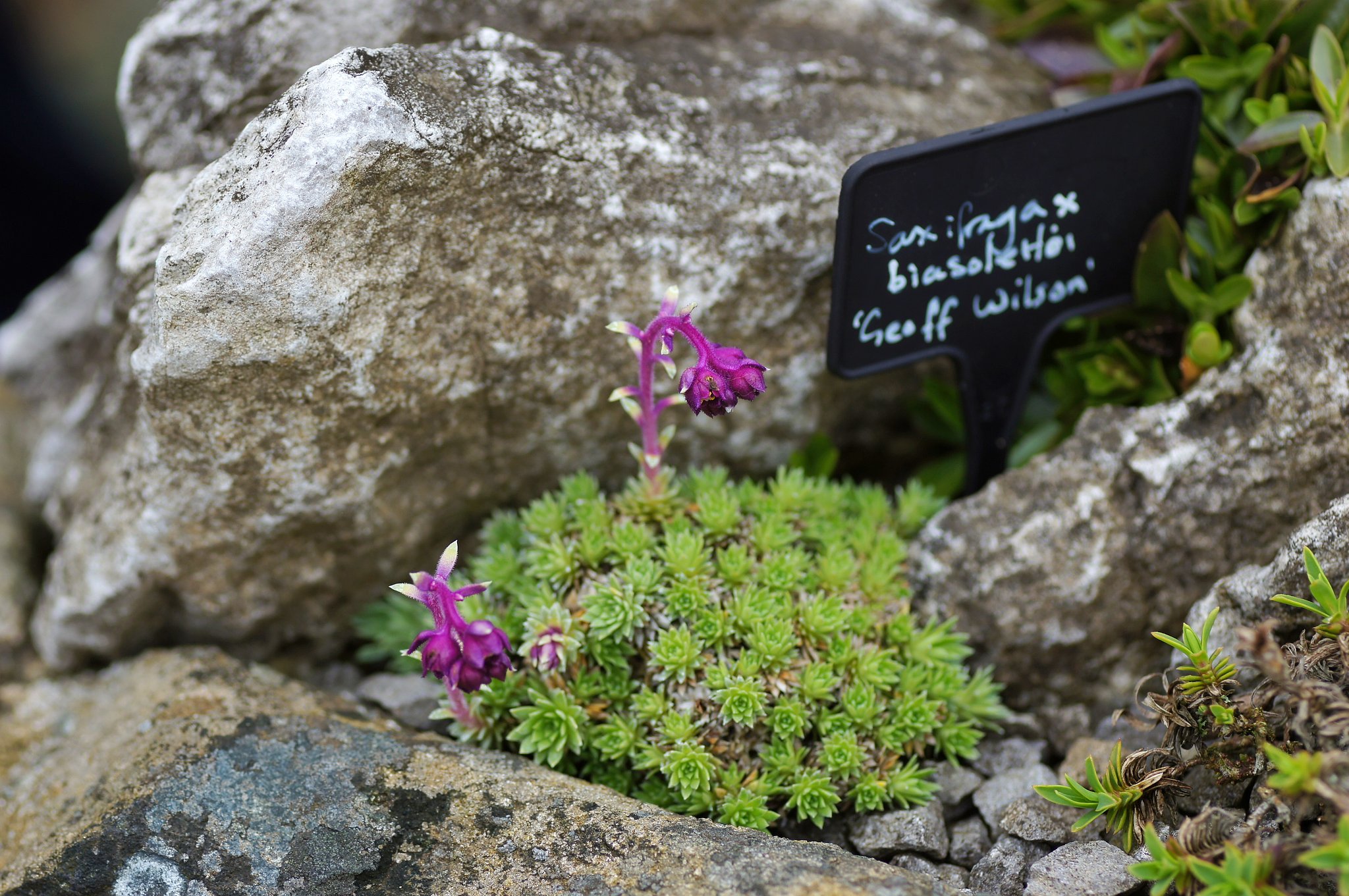 【Purple】高山植物