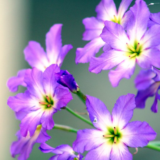 【Purple】リューココリーネ