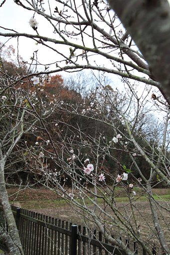 故郷の桜