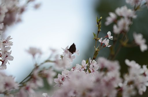 桜