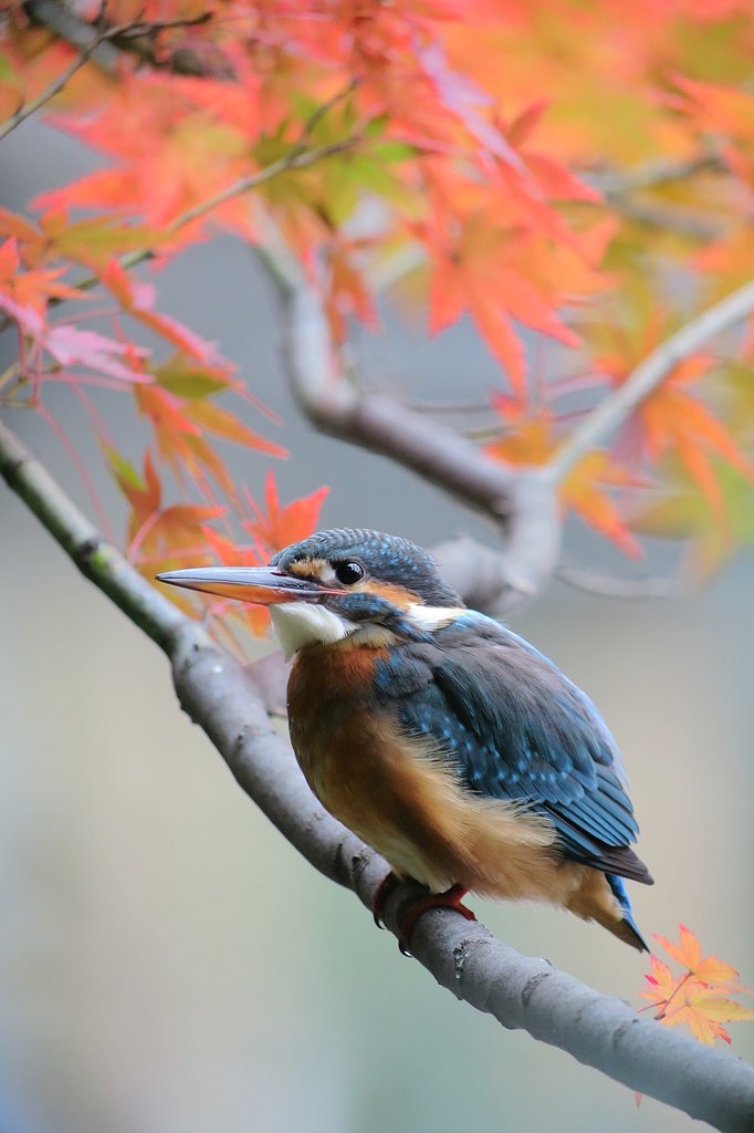紅葉翡翠♪