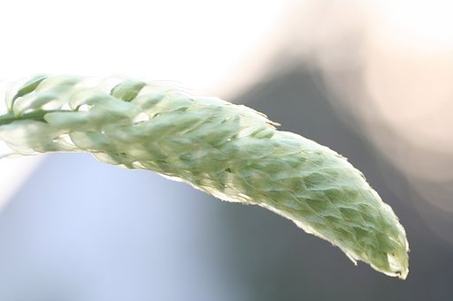 胎内の花芽