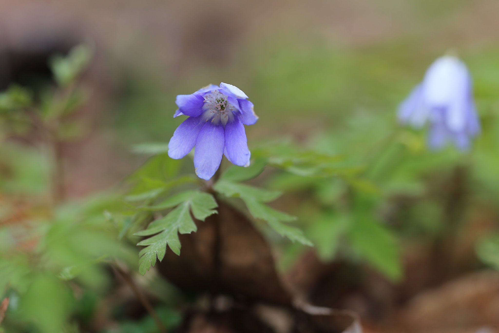 【Purple】岩手の森にて