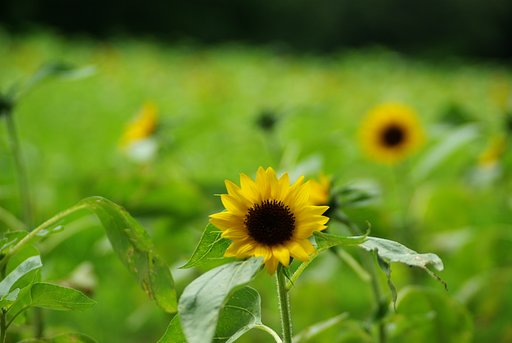 【暑】ひまわり