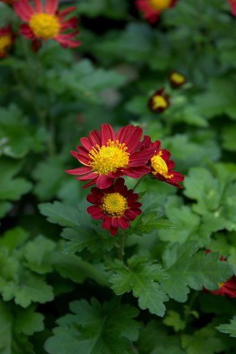 寒小菊