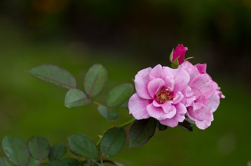 夏薔薇