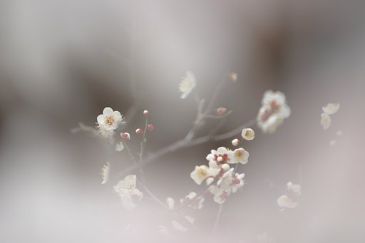 白昼夢
