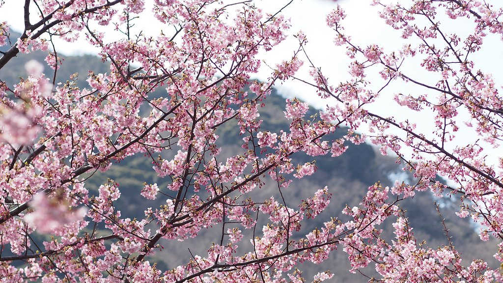 OLYMPUS M.ZUIKO DIGITAL ED 75mm F1.8