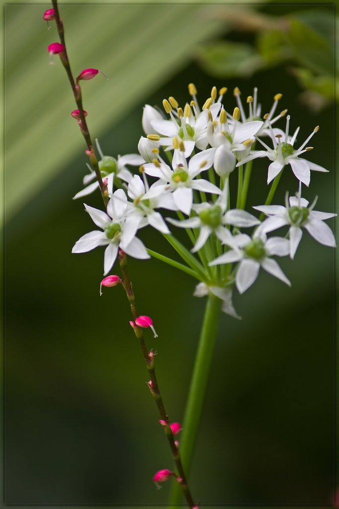 ミズヒキとニラの花