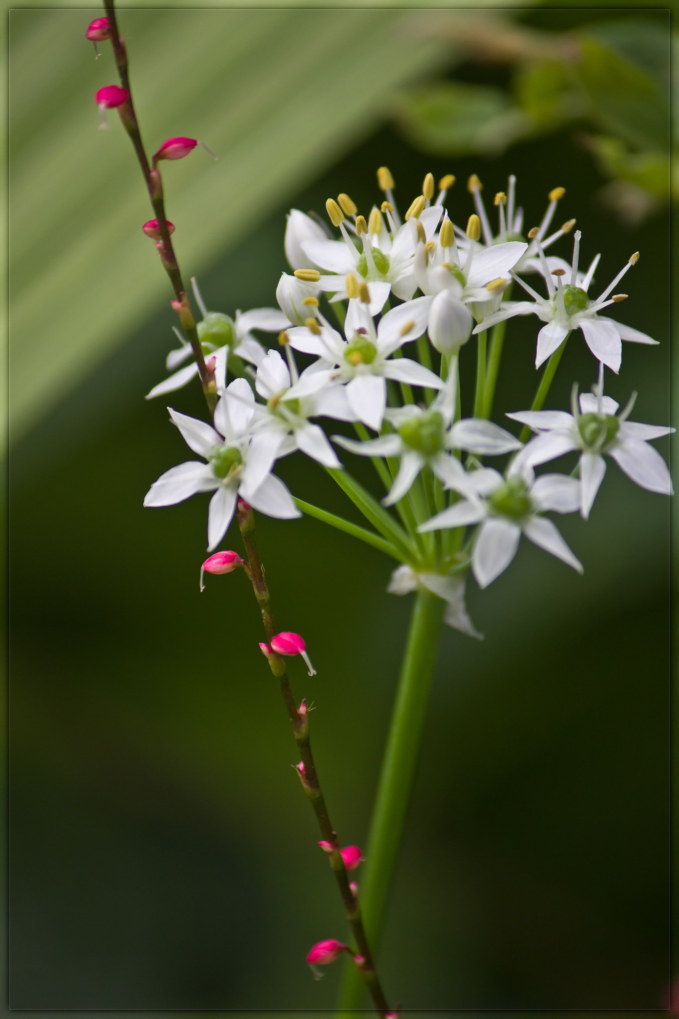 ミズヒキとニラの花