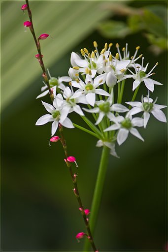 ミズヒキとニラの花