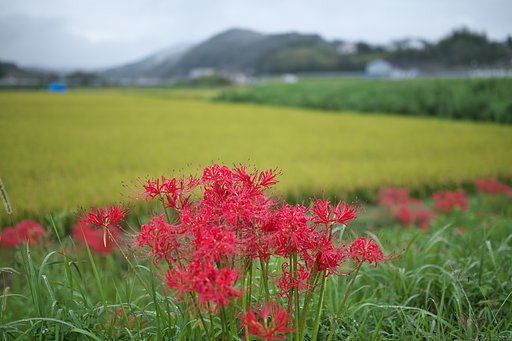 雨上がりの朝2