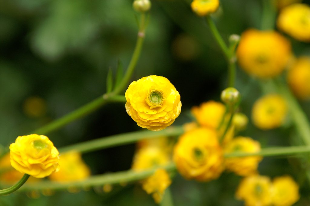 黄色い花