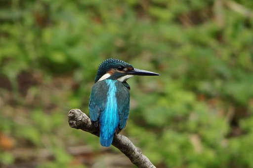 お散歩カメラで本気カワセミ