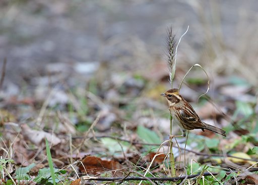 ♀ミヤマホオジロ