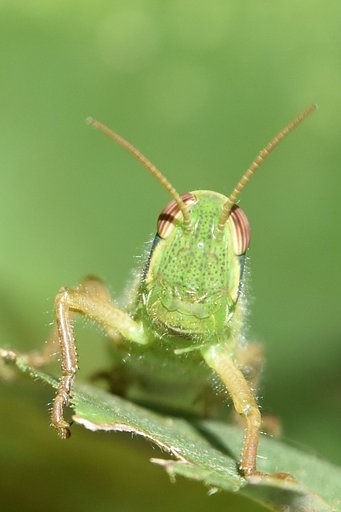 ツチイナゴの顔