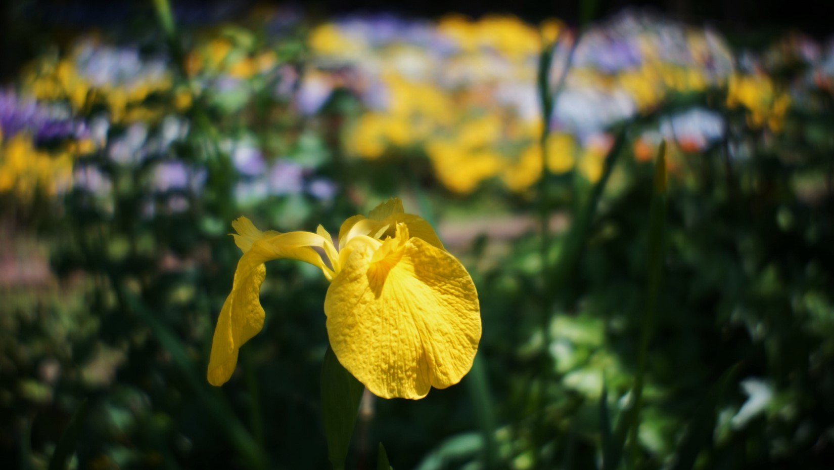 五月の花・・・