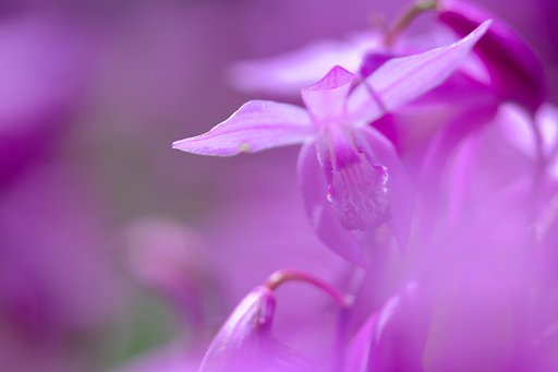 【Purple】スカイハイさんへ