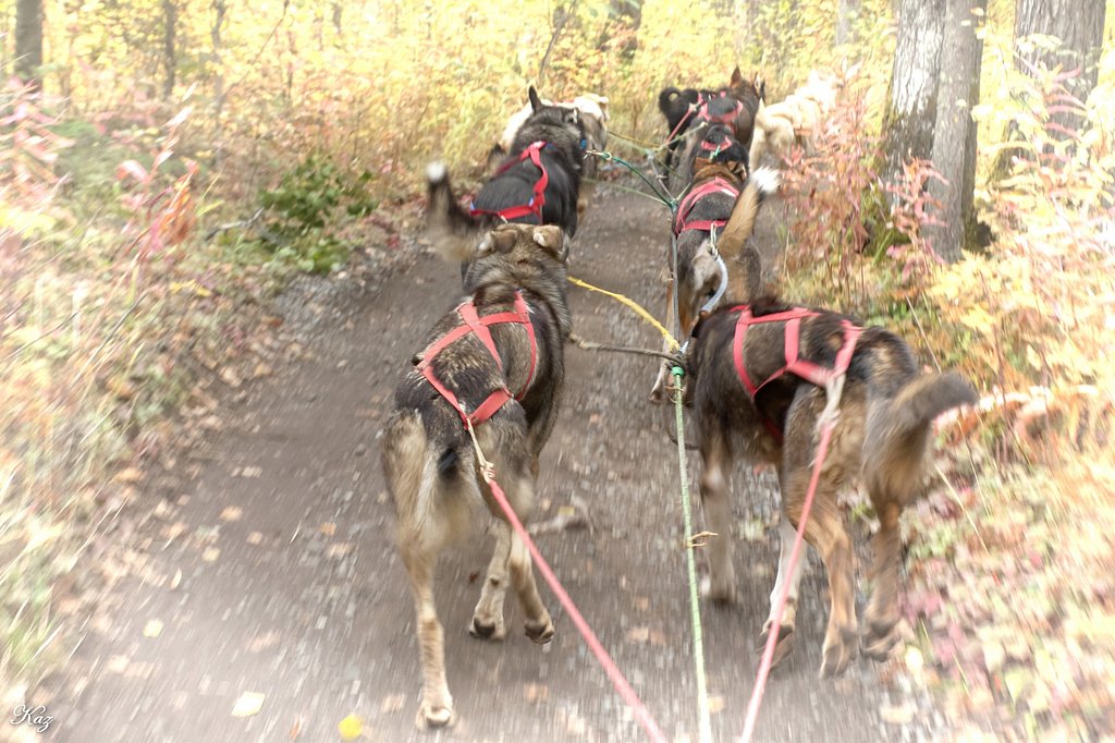 犬橇初体験