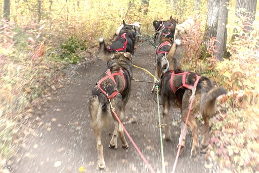 犬橇初体験