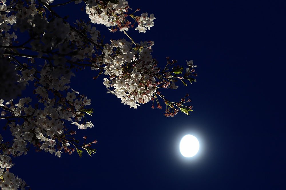 月光桜
