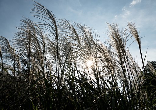 秋風にそよぐ