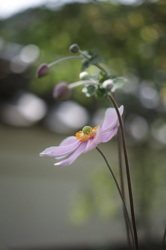 ライカの古いレンズでお花撮影です。