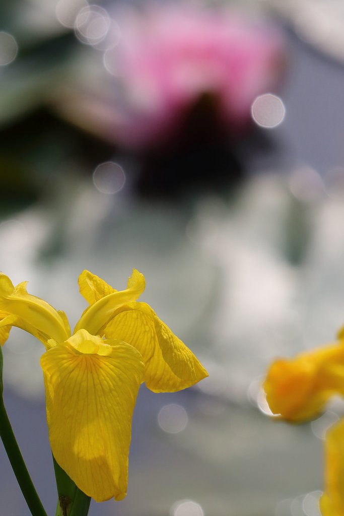 花菖蒲