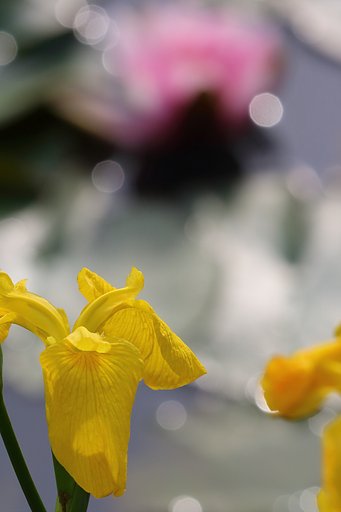 花菖蒲