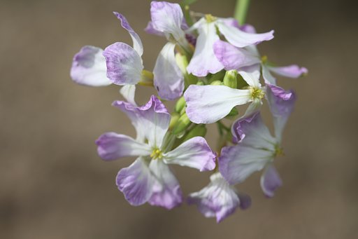 【Purple】ダイコンの花