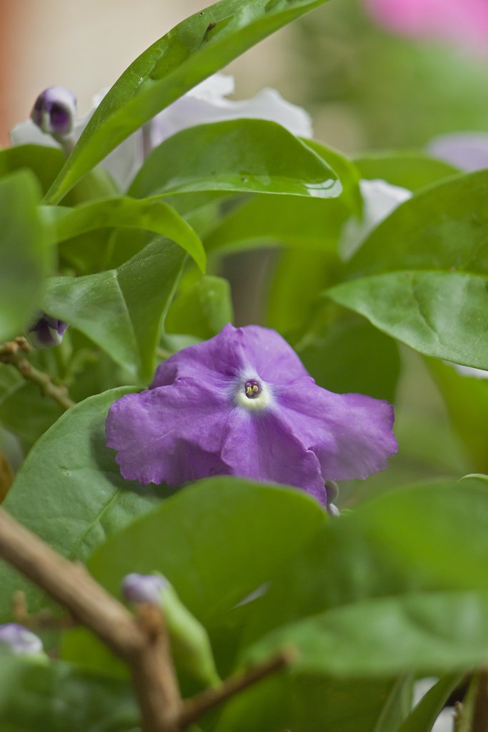 紫の花
