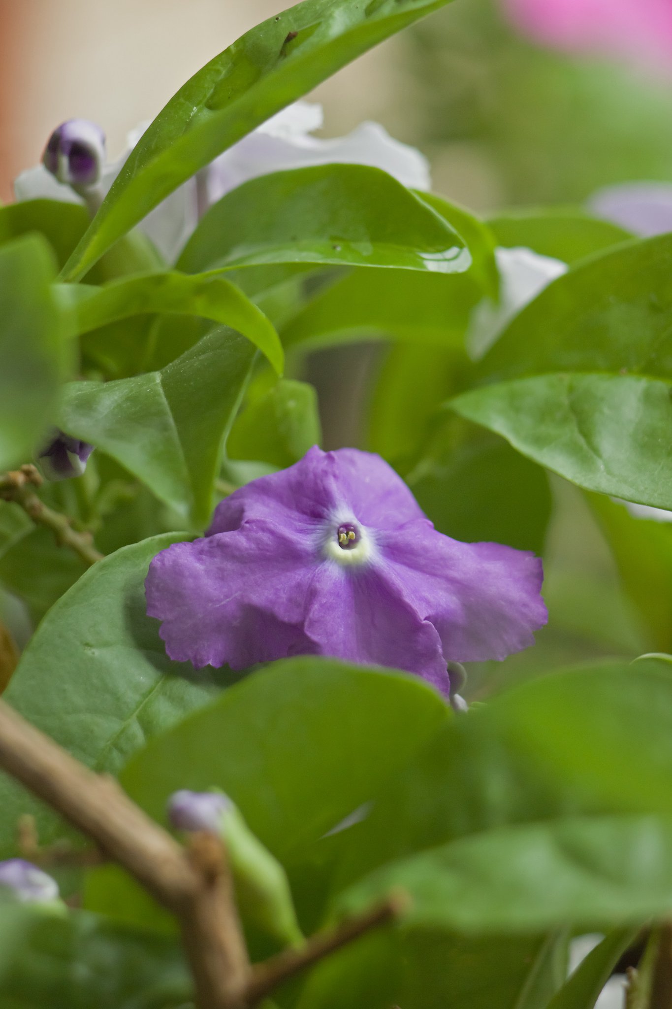 紫の花