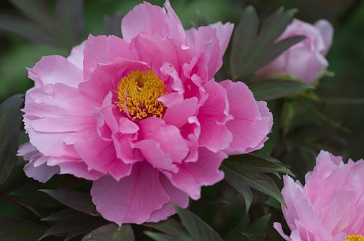 SIGMA MACRO 70mm F2.8