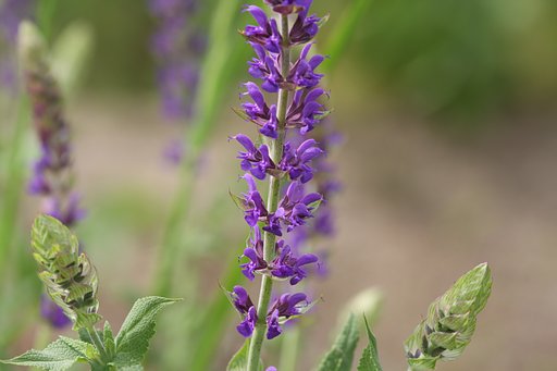 【Purple】サルビアかな？