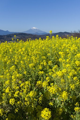 足元から広がる春