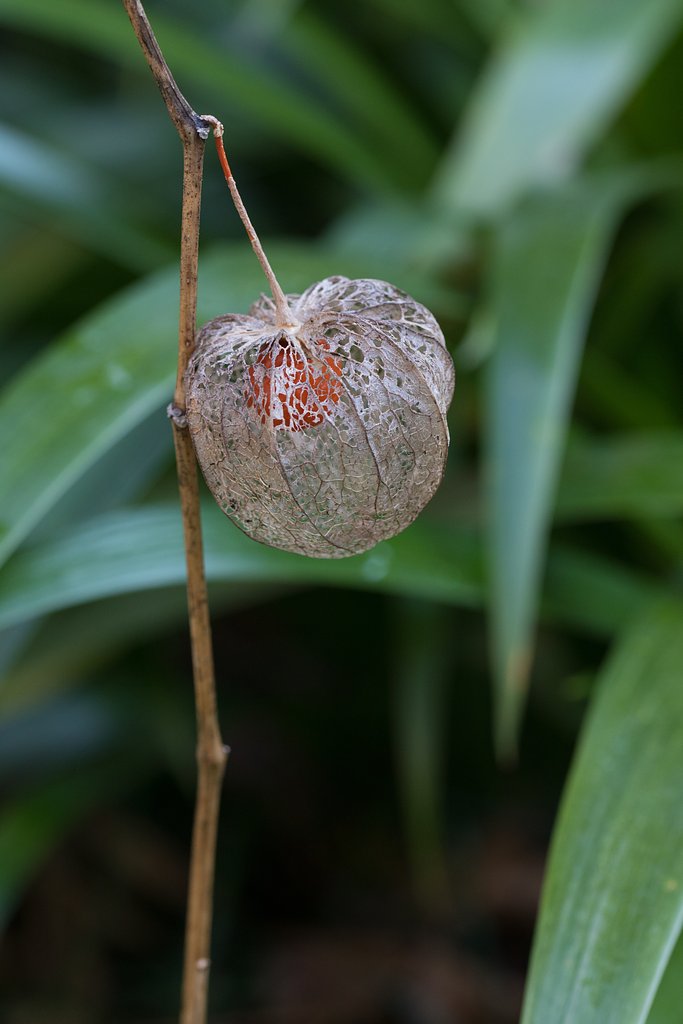 EF100mm F2.8 L IS
